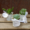 6 mini succulents in tin pails set party favor arrangements white