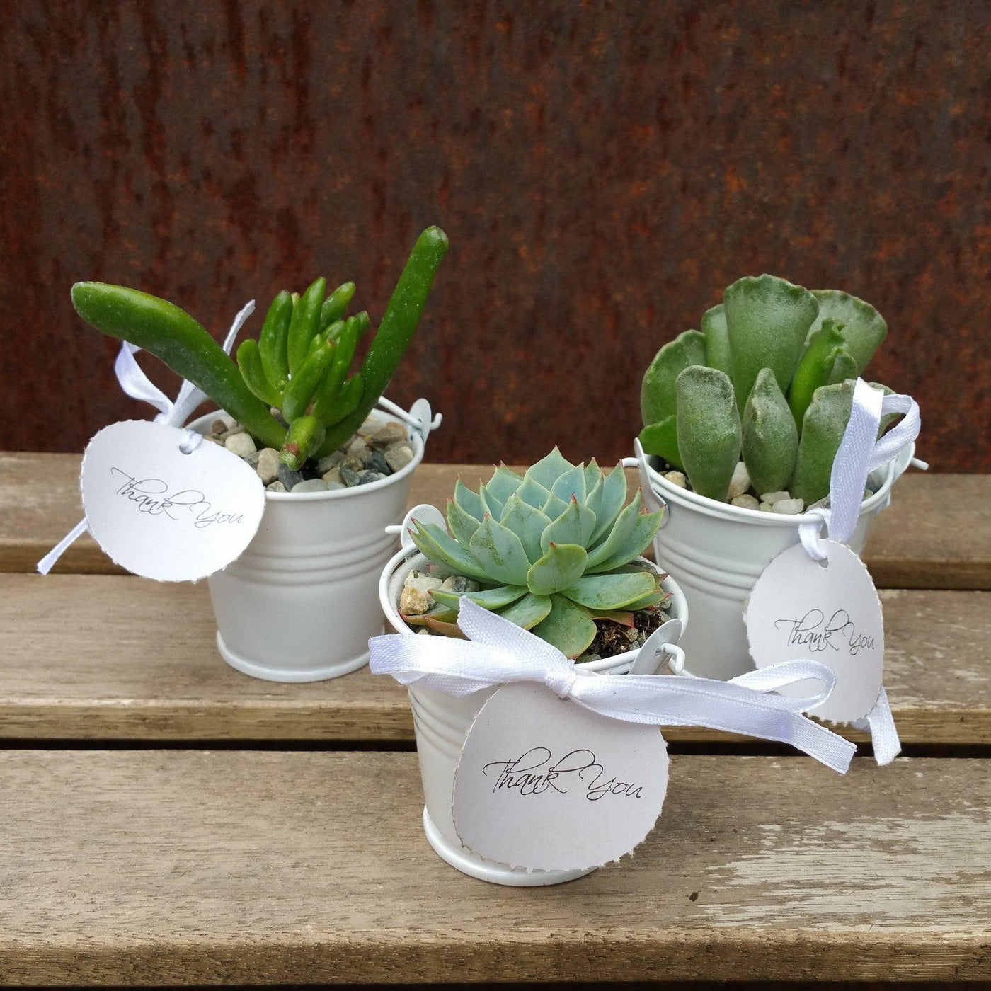 succulent party decorations 6 mini succulents in tin pails set party favor arrangements white – Planet Desert