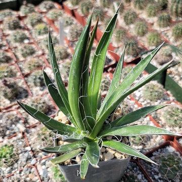 faser aus agave Buy Agave Filifera Schidigera | Easy-Care Succulent