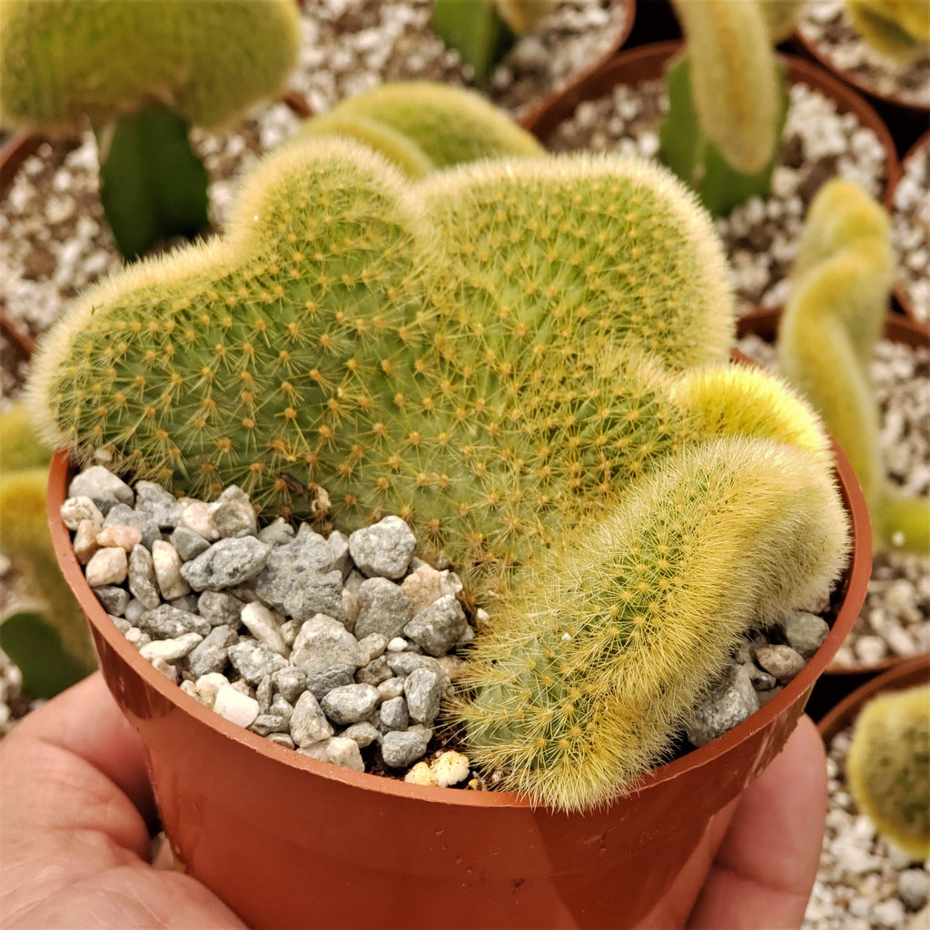Cleistocactus winteri Cristata Golden Rat Tail