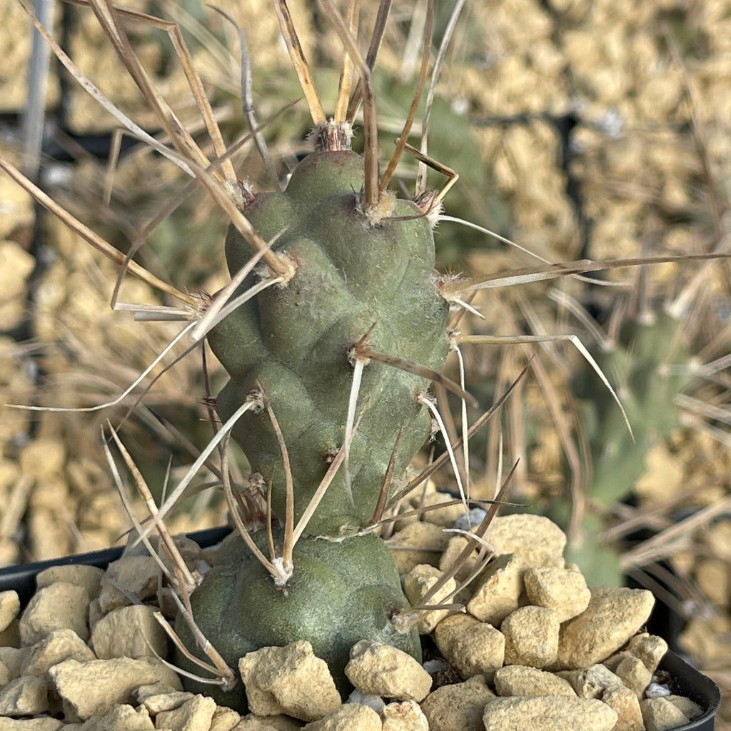 Tephrocactus aoracanthus