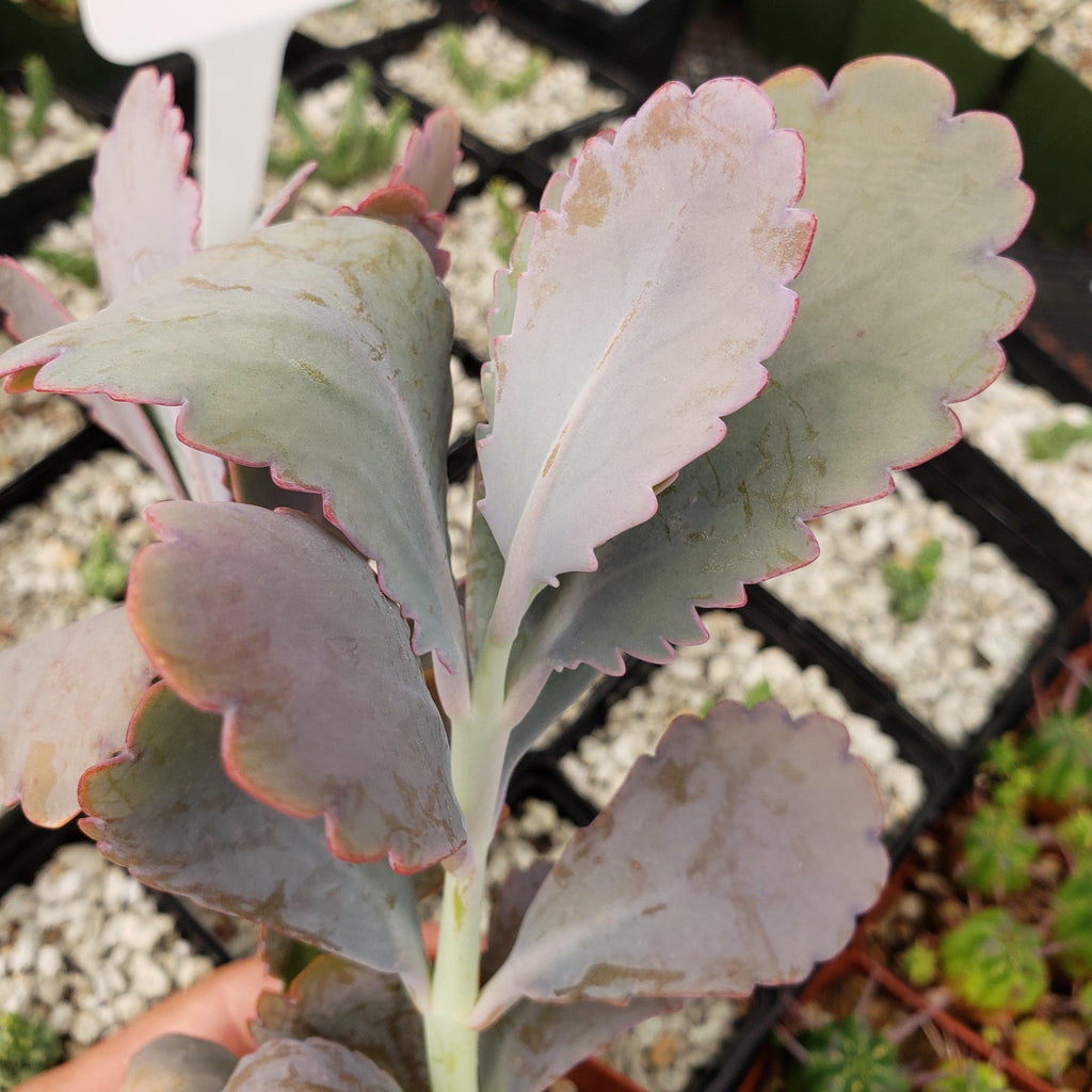 Kalanchoe fedtschenko