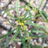 Euphorbia hedyotoides