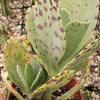 Kalanchoe marmorata