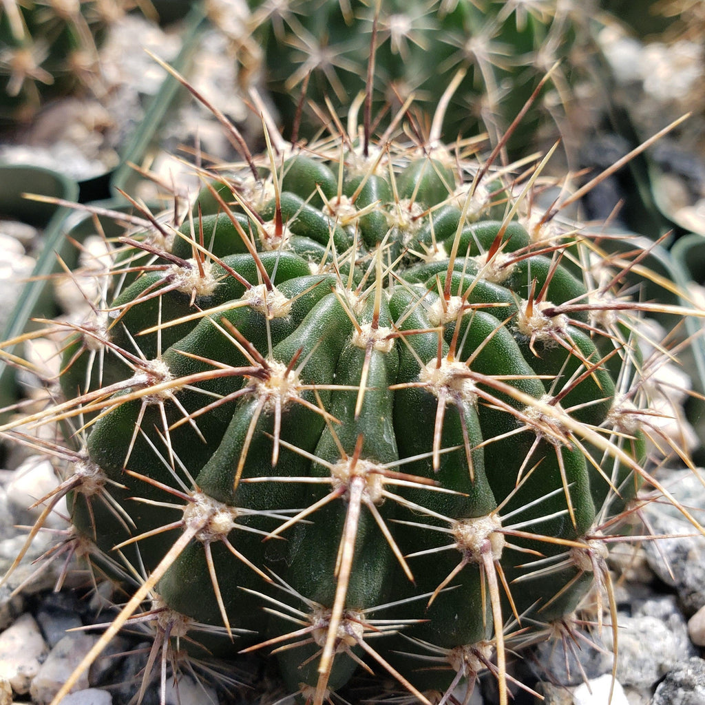 Echinopsis Sierra Grandensis