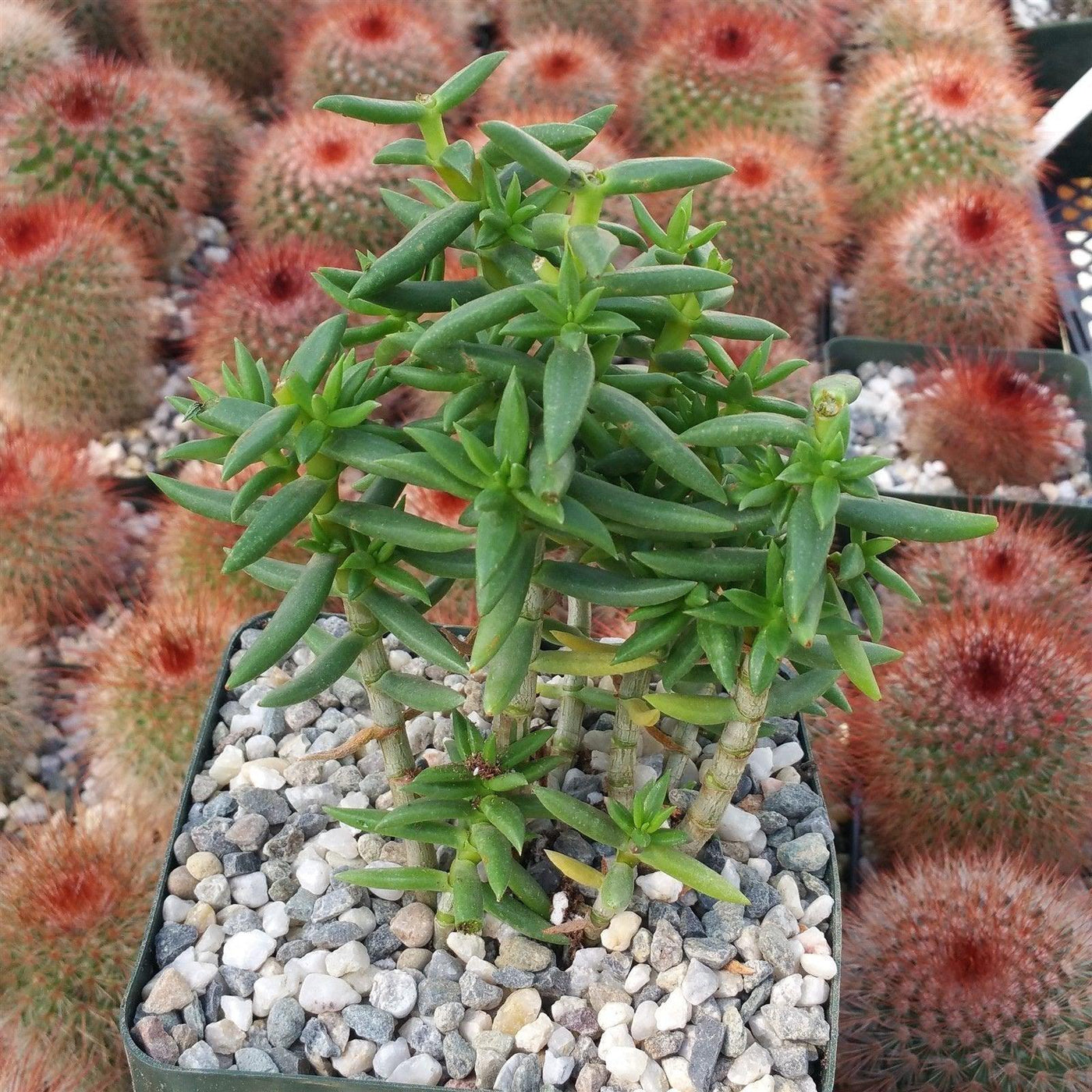 tetragona succulent Crassula Tetragona' Miniature Pine Tree - Shop Online