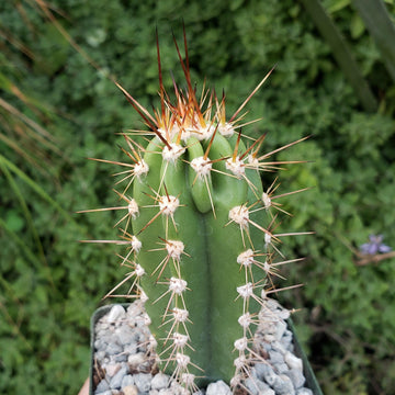 Neoraimondia neocardenasia herzogiana – Planet Desert