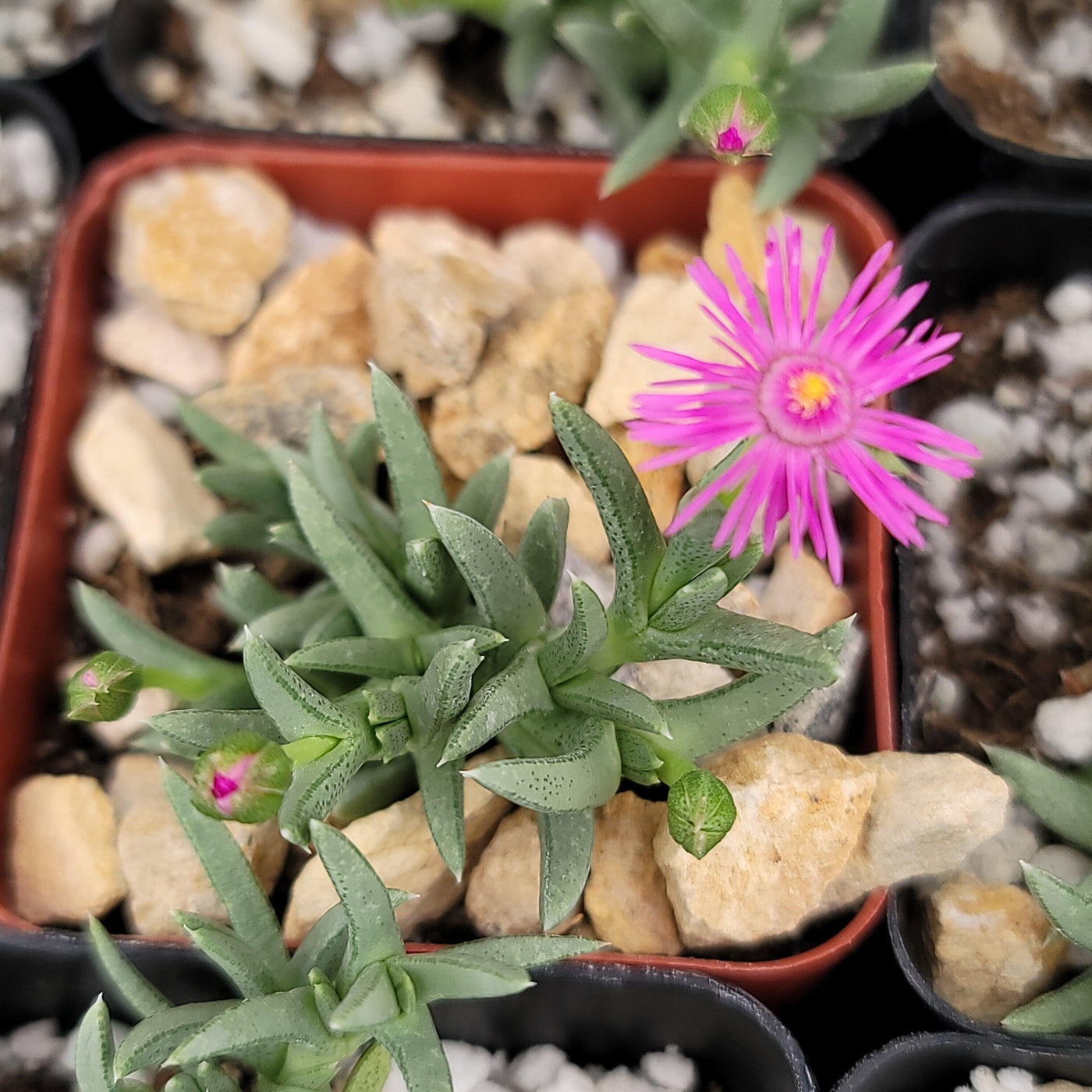 succulent with pink daisy like flowers Ruschia Pulvinaris 1 Gal