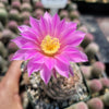 Echinocereus adustus