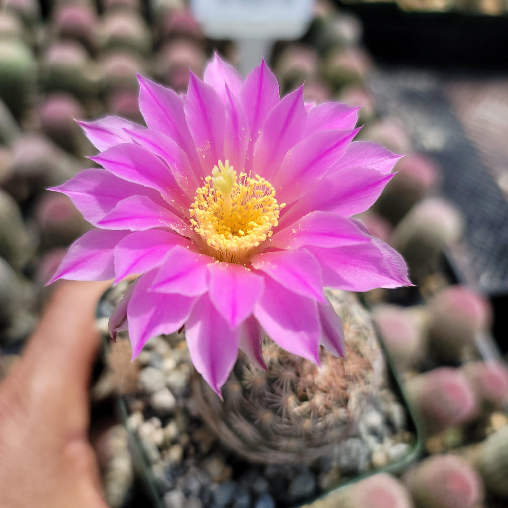 Echinocereus adustus