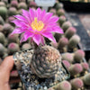 Echinocereus adustus