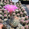 Echinocereus adustus