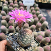 Echinocereus adustus