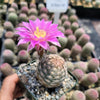 Echinocereus adustus