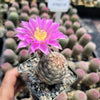 Echinocereus adustus