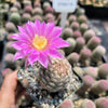 Echinocereus adustus