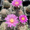 Echinocereus adustus