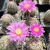 Echinocereus adustus