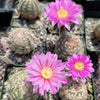 Echinocereus adustus