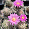 Echinocereus adustus