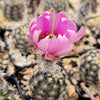 Lace hedgehog cactus - Echinocereus reichenbachii