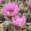 Lace hedgehog cactus - Echinocereus reichenbachii