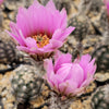 Lace hedgehog cactus - Echinocereus reichenbachii