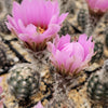 Lace hedgehog cactus - Echinocereus reichenbachii