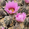 Lace hedgehog cactus - Echinocereus reichenbachii