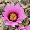 Lace hedgehog cactus - Echinocereus reichenbachii