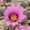 Lace hedgehog cactus - Echinocereus reichenbachii