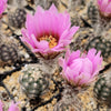 Lace hedgehog cactus - Echinocereus reichenbachii