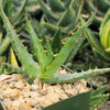 Aloe arborescens medicinal cactus