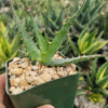 Aloe arborescens medicinal cactus