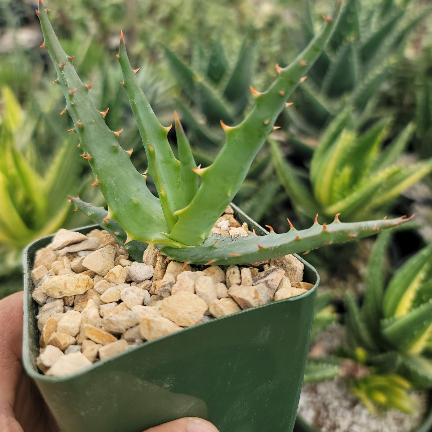 cactus soil aloe vera Shop For Aloe Arborescens Succulent Shrub