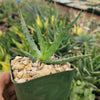 Aloe arborescens medicinal cactus