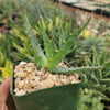 Aloe arborescens medicinal cactus