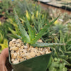 Aloe arborescens medicinal cactus