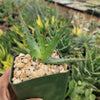 Aloe arborescens medicinal cactus