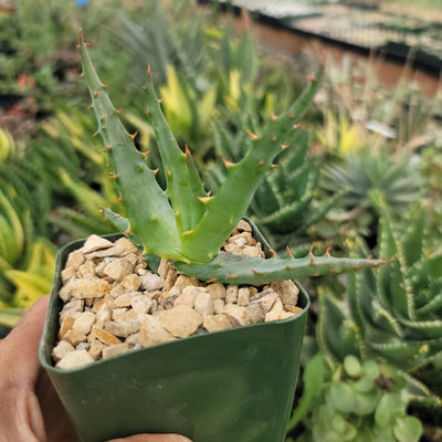 Aloe arborescens medicinal cactus