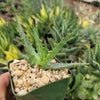 Aloe arborescens medicinal cactus