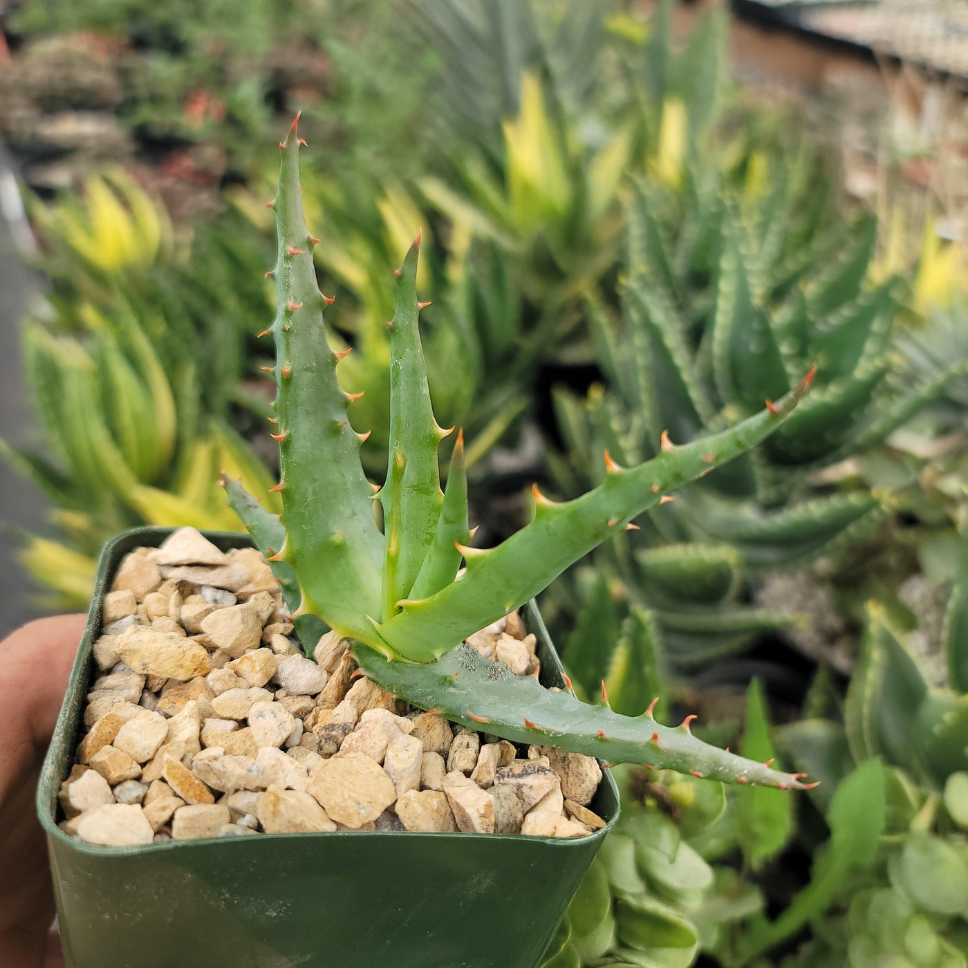Aloe arborescens medicinal cactus