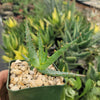 Aloe arborescens medicinal cactus