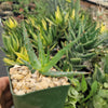 Aloe arborescens medicinal cactus