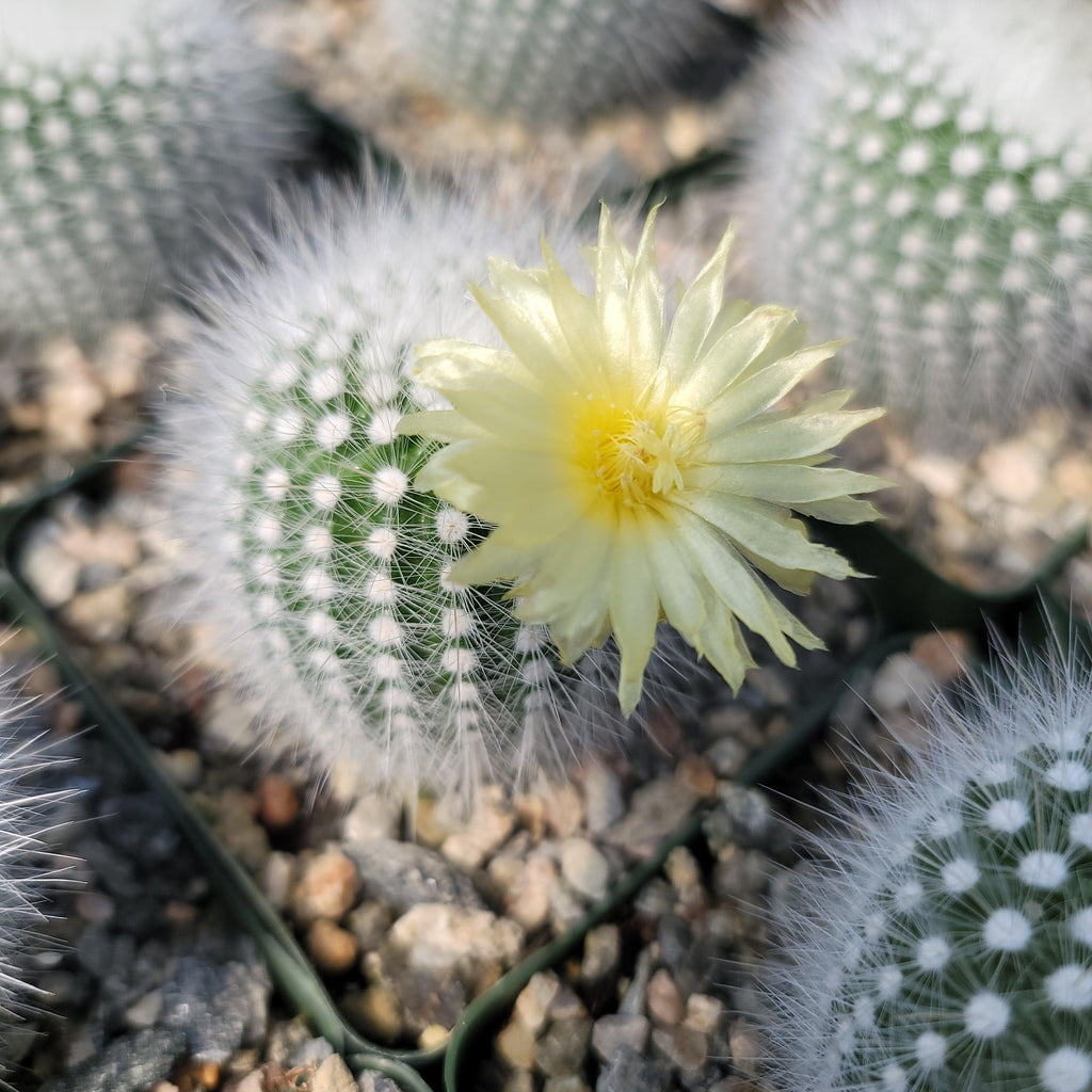 Notocactus rudibuenekeri albissimo