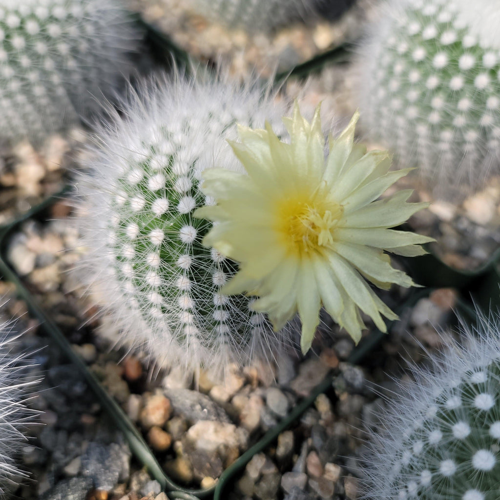 Notocactus rudibuenekeri albissimo