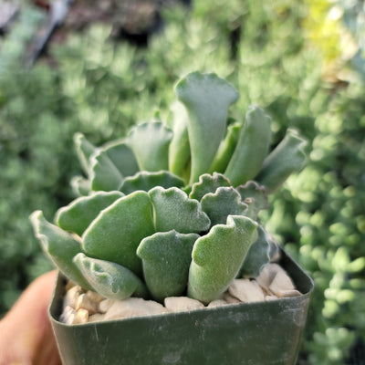 key lime pie succulent flowers Crinkle Leaf Plant ‘Adromischus cristatus’ 2" Pot