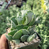 Crinkle Leaf Plant ‘Adromischus cristatus’