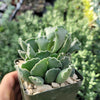 Crinkle Leaf Plant ‘Adromischus cristatus’