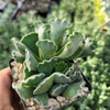 Crinkle Leaf Plant ‘Adromischus cristatus’